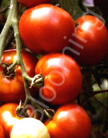 Solanum lycopersicum 'Champion II'